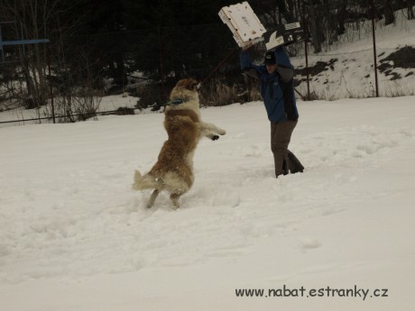 02 Morava - březen 2009.jpg