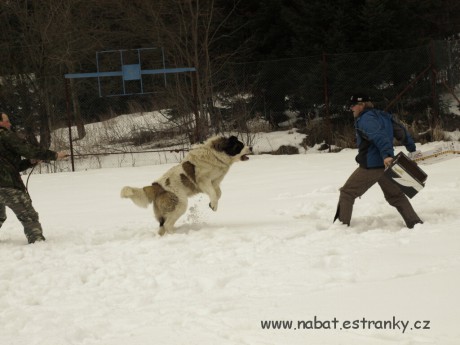 04 Morava - březen 2009.jpg